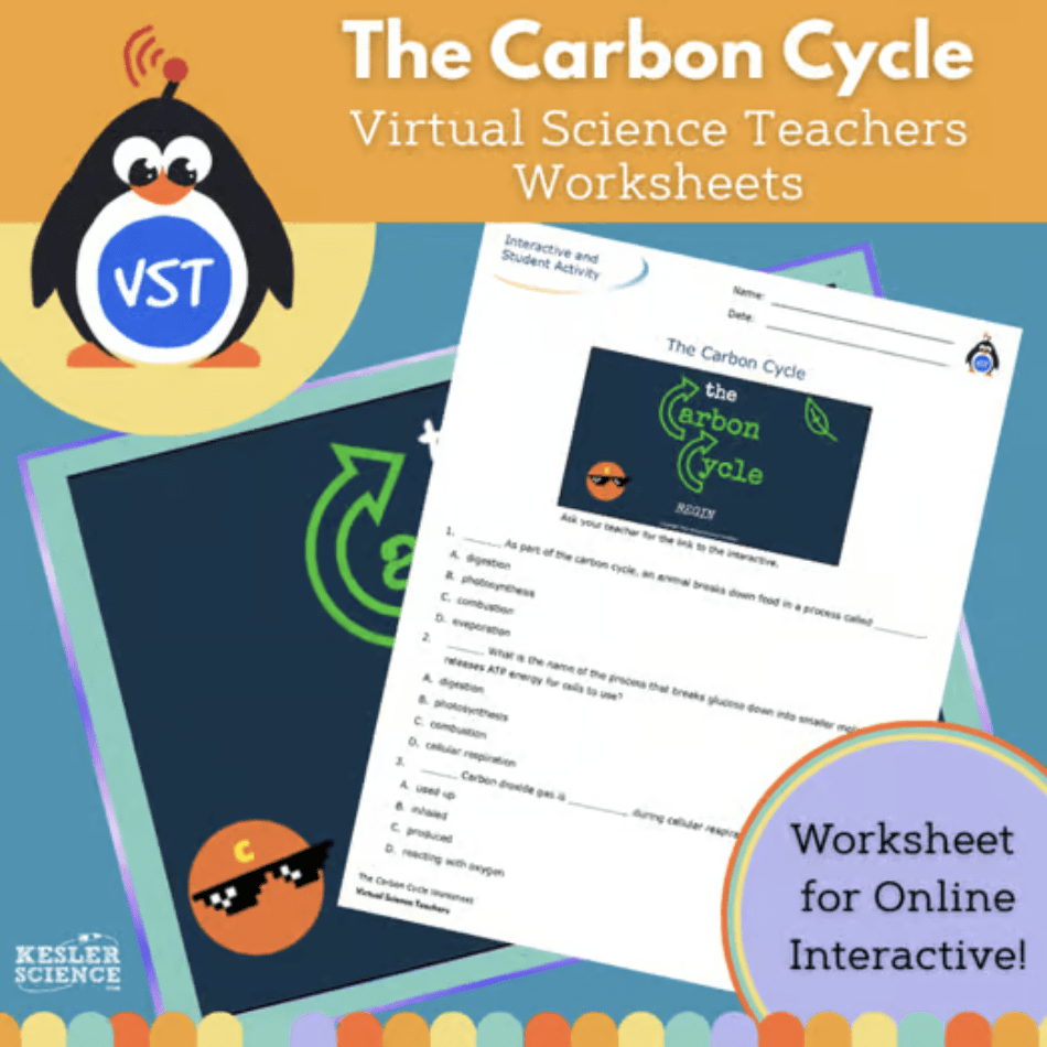 Carbon Cycle Worksheet